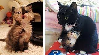Calico Kitten Lost Her Mom But Found Love in a Bunny and a Rescue Cat