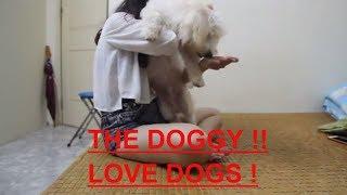 Smart Dog Playing With Cute Girl At Home - Lovely smart girl Playing Baby Cute Dogs #19