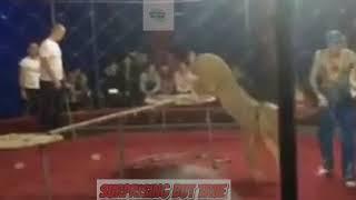 Caught On Video: Lion Slashes Girl's Face At Circus In Russia