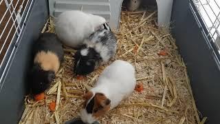 Guinea Pig Love ????❤????  #Our Beautiful Girls Loves their lunchtime#