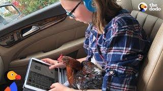 Rescue Rooster Loves Taking Girl to School Every Morning - BENNIE | The Dodo