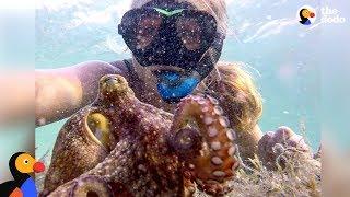 Woman And Octopus Are Best Friends - ELORA & EGBERT | The Dodo
