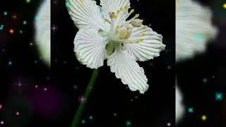 Woman  In  Love  Barbra  Streisand