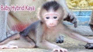 Amazing Adorable Newborn Baby Hybrid Kaya Learning To Walk / Teenager Girl Fall In Love Baby Kaya